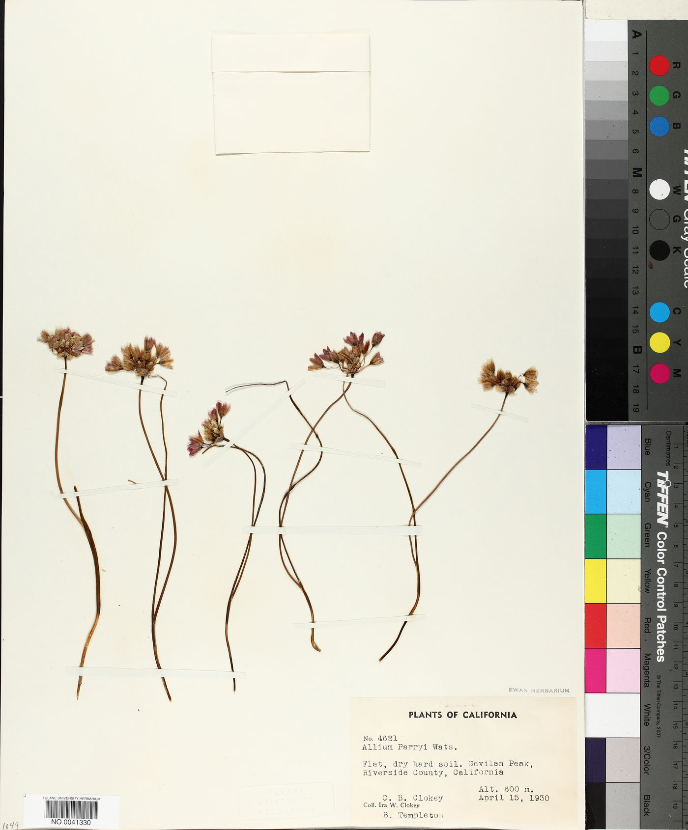 Allium parryi image