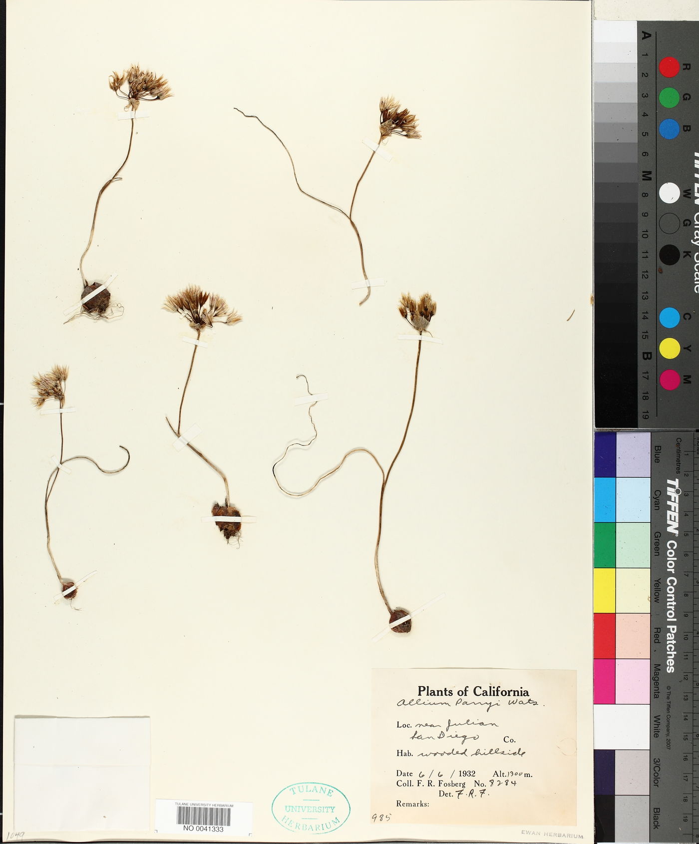 Allium parryi image