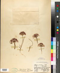 Allium peirsonii image