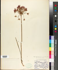 Allium peninsulare image