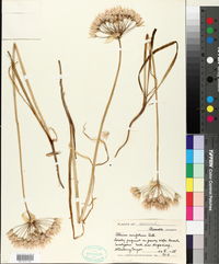 Allium unifolium image