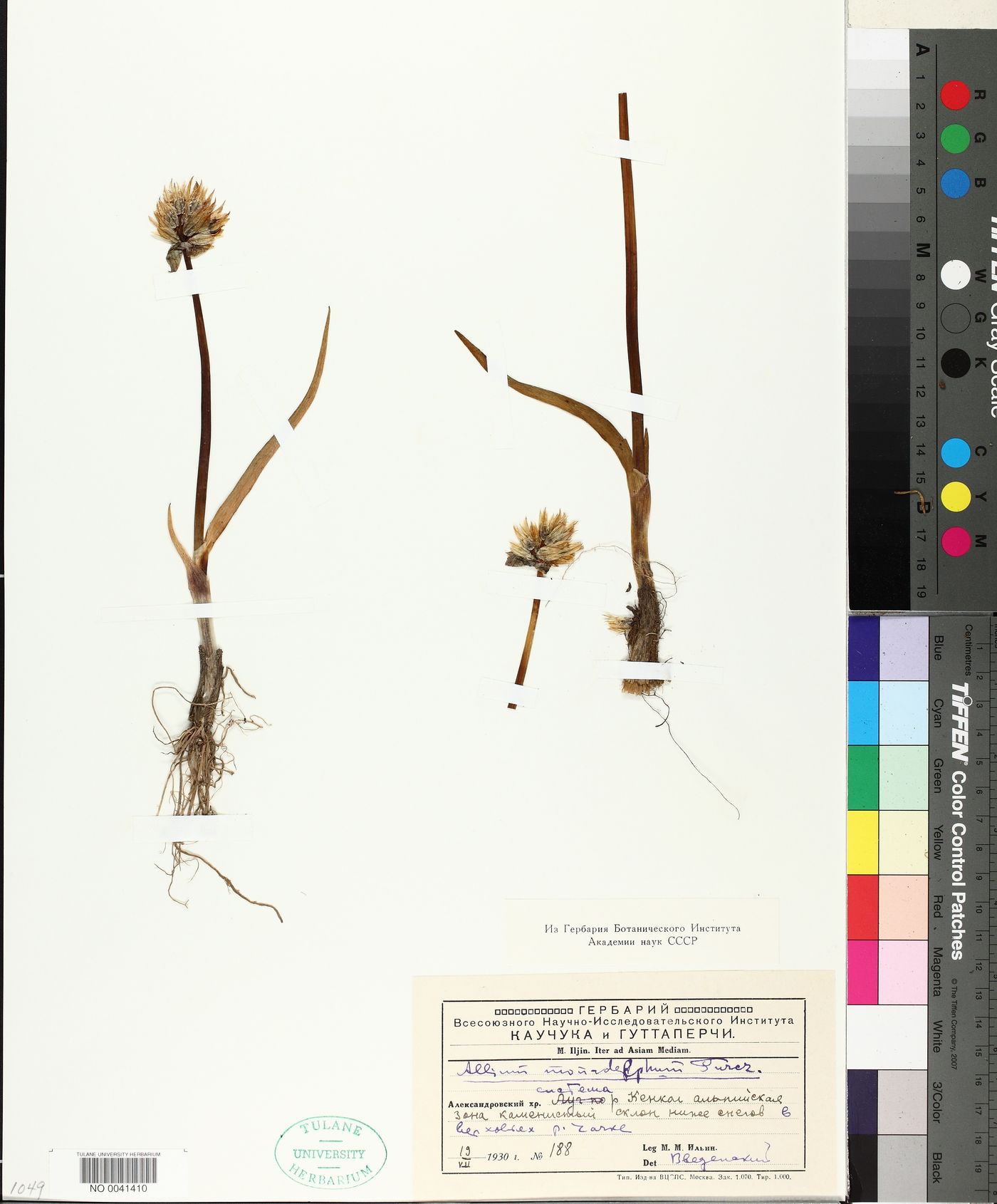 Allium monadelphum image