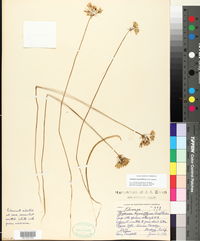 Triteleia hyacinthina image