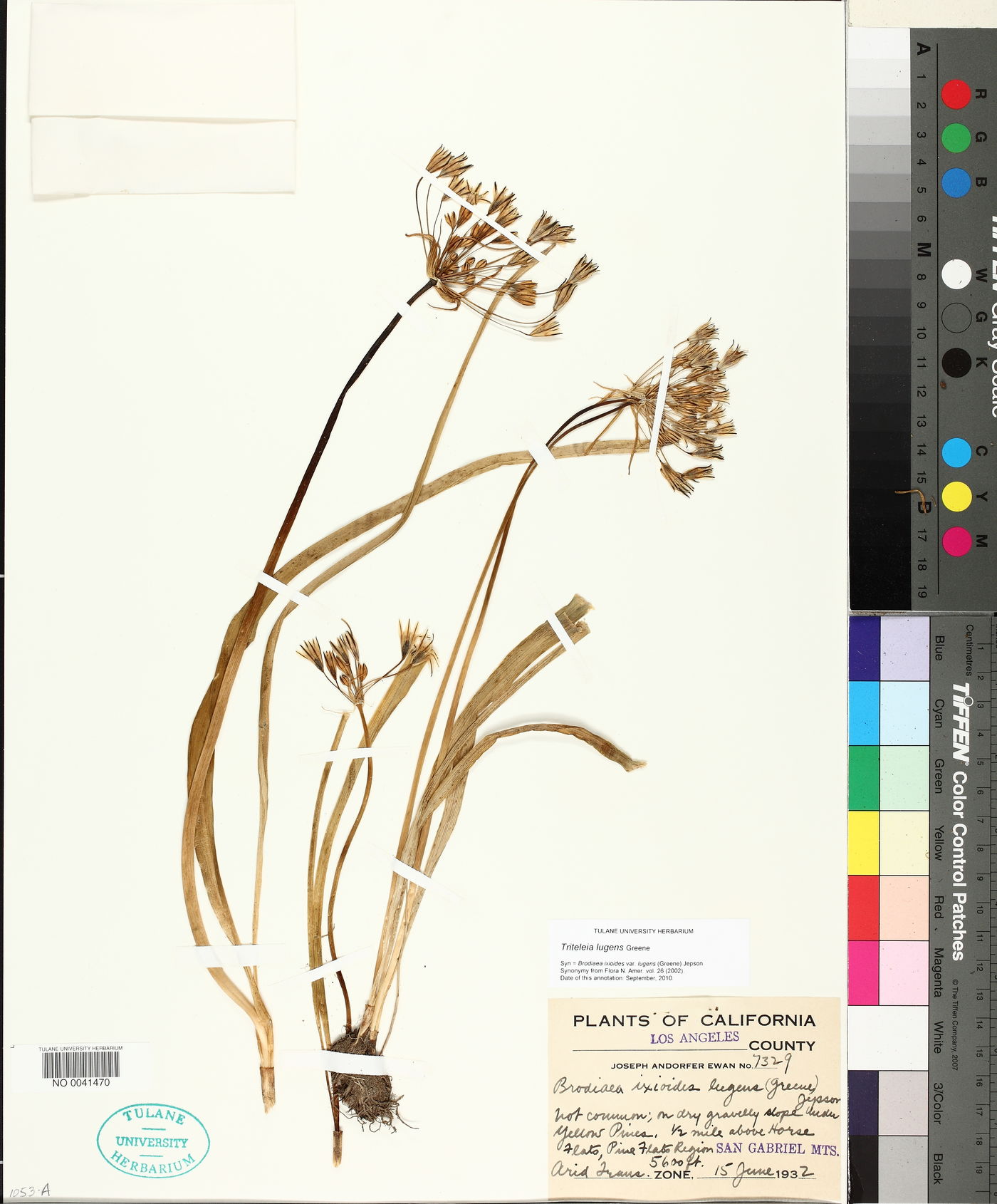 Triteleia lugens image