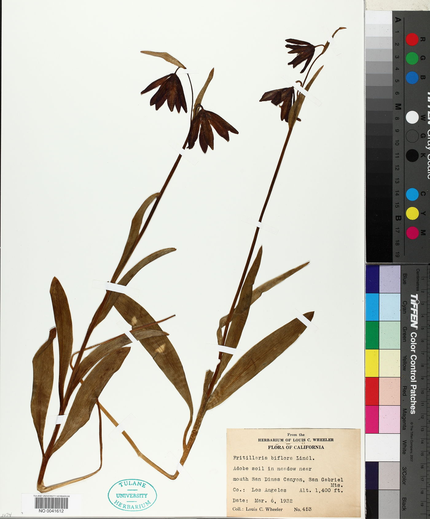 Fritillaria biflora image