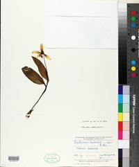 Image of Erythronium caucasicum