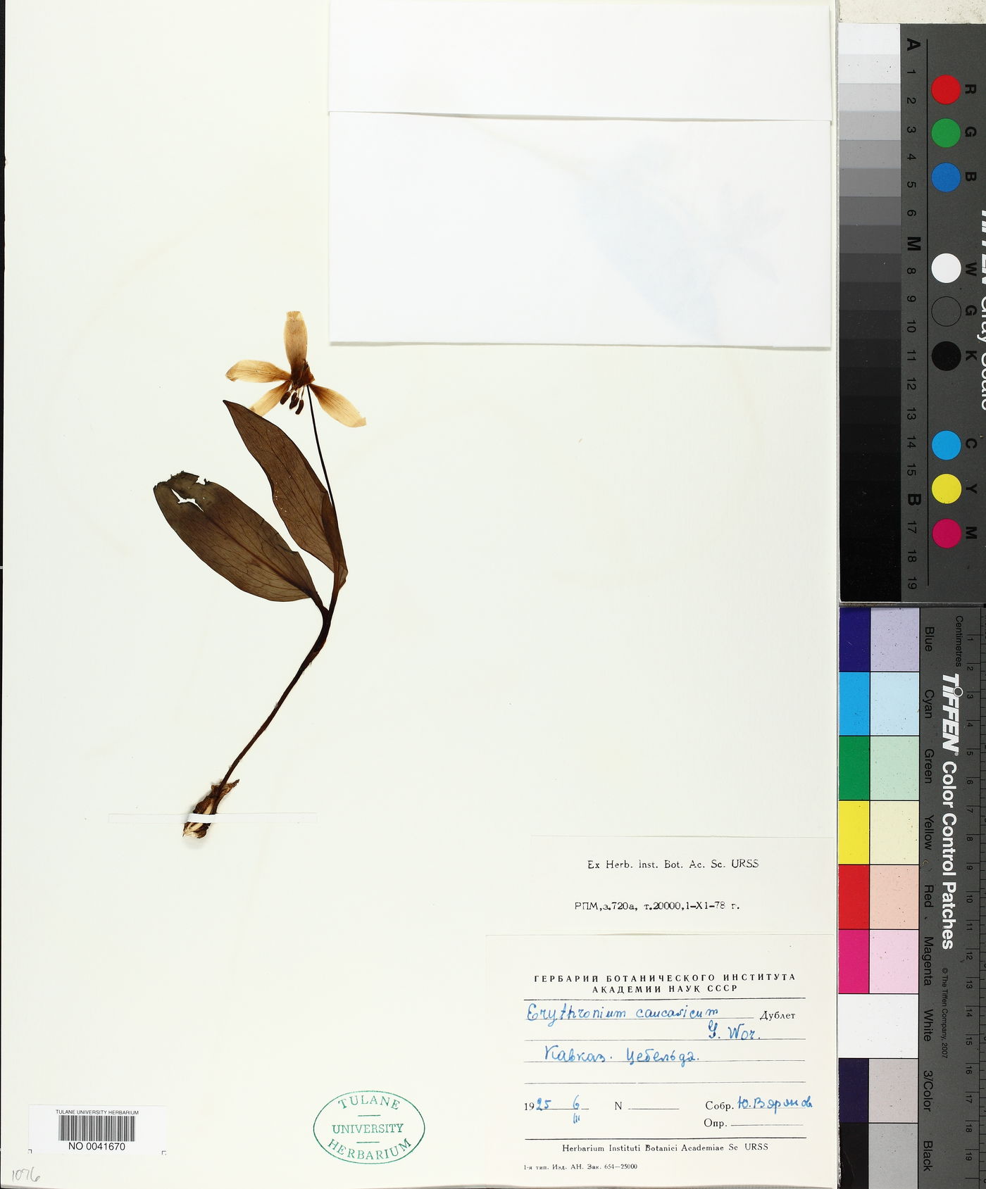 Erythronium caucasicum image