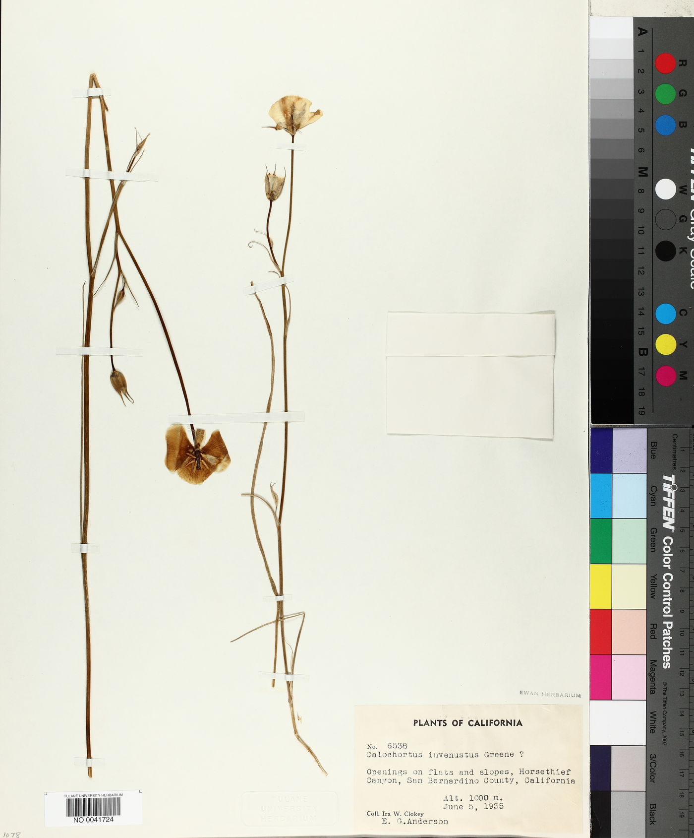 Calochortus invenustus image