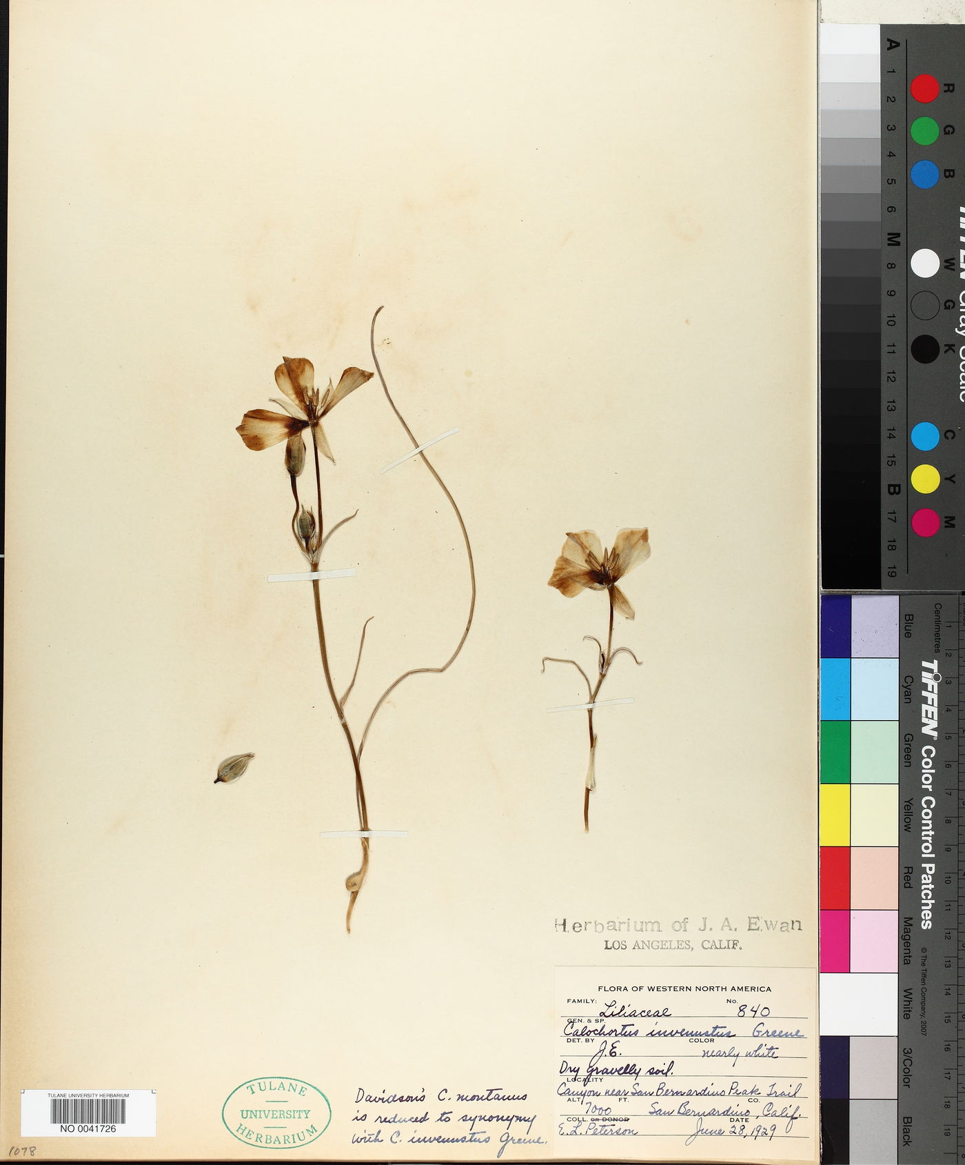 Calochortus invenustus image