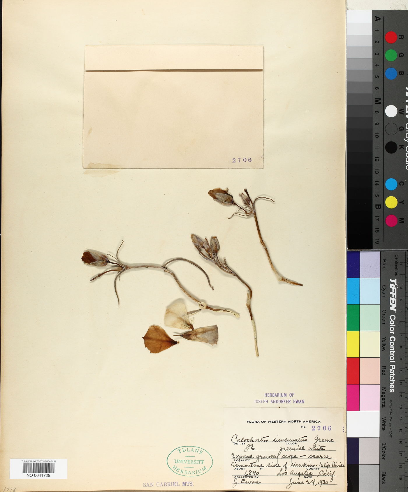 Calochortus invenustus image