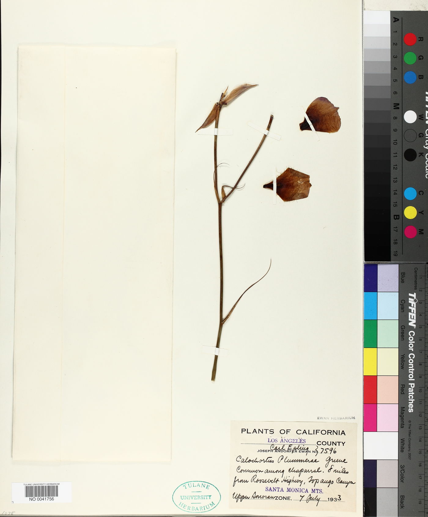 Calochortus plummerae image