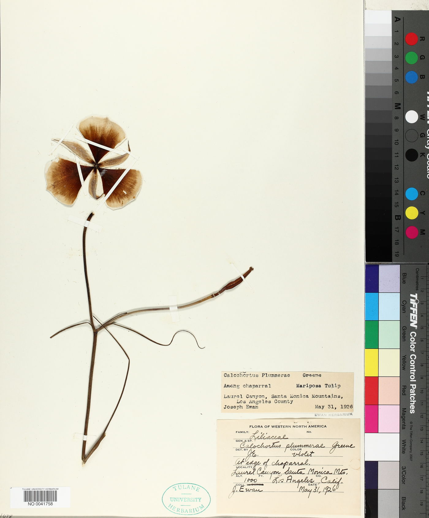 Calochortus plummerae image
