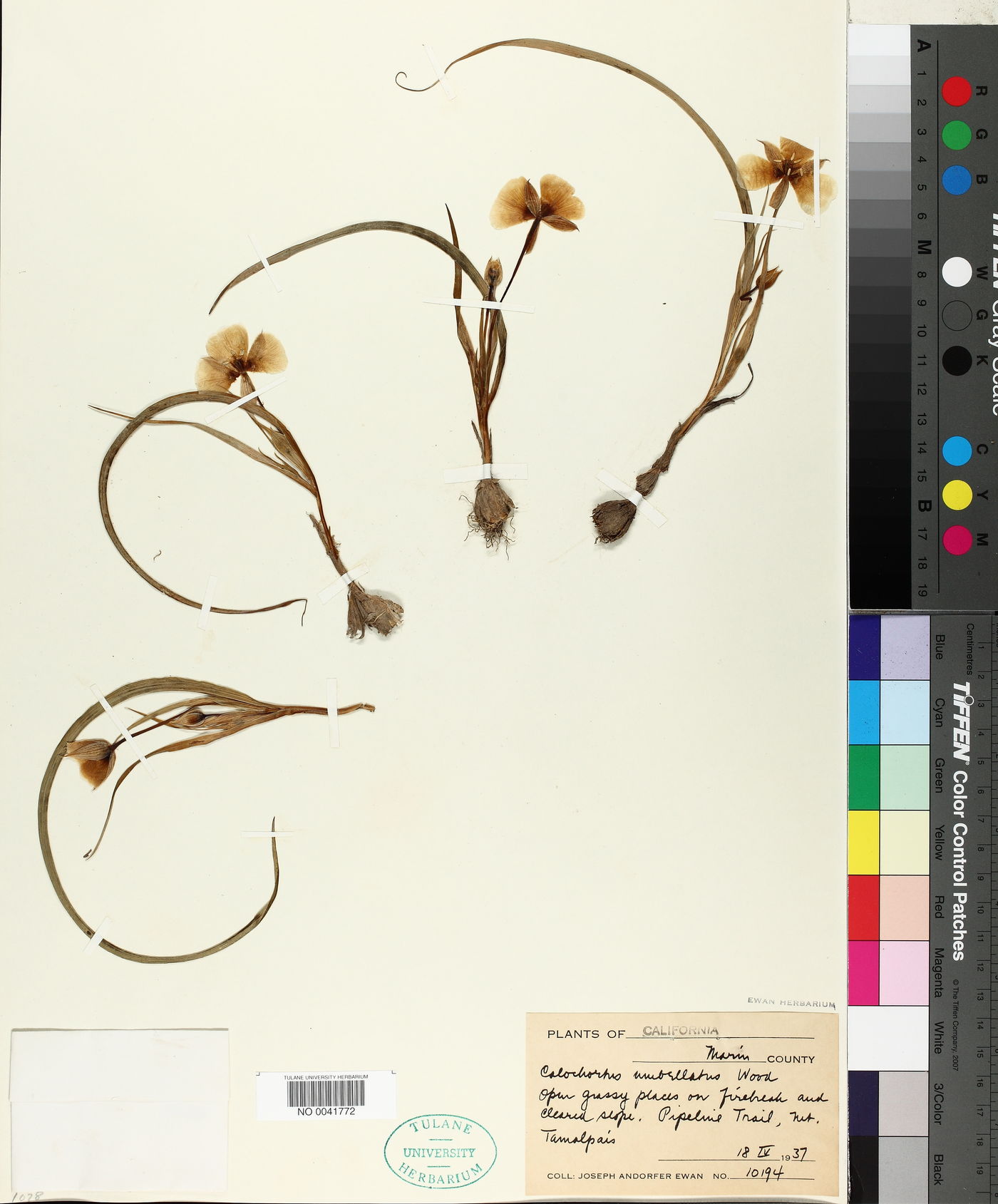 Calochortus umbellatus image