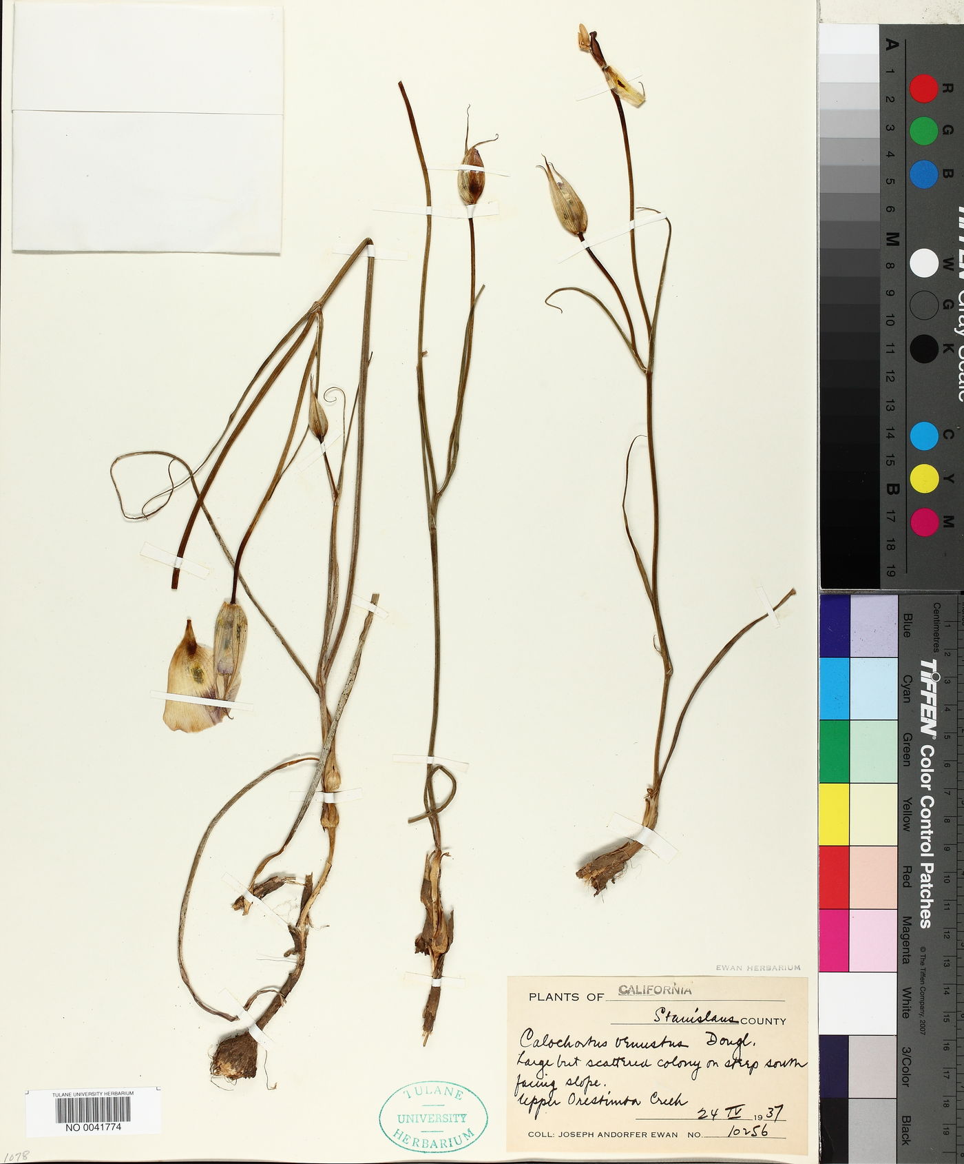 Calochortus venustus image