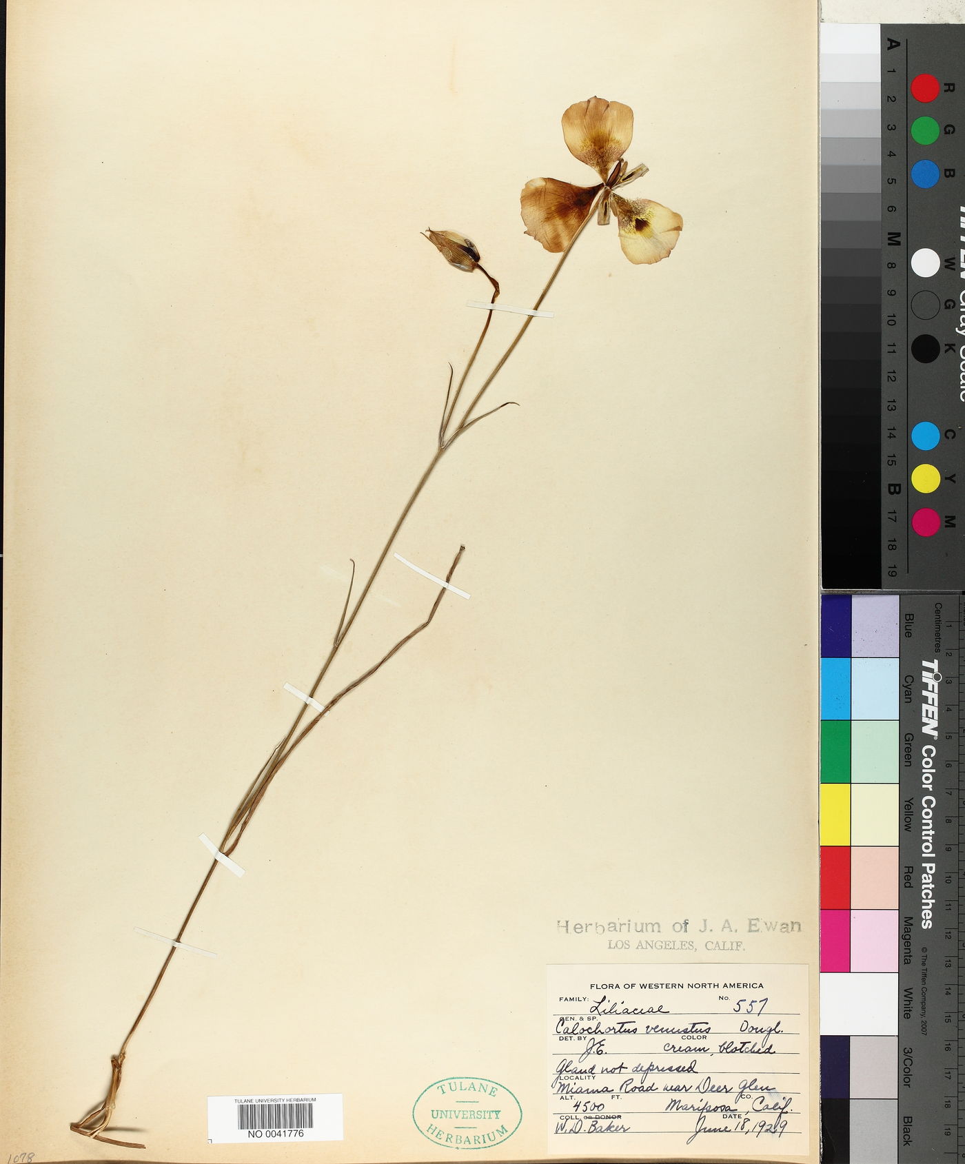 Calochortus venustus image