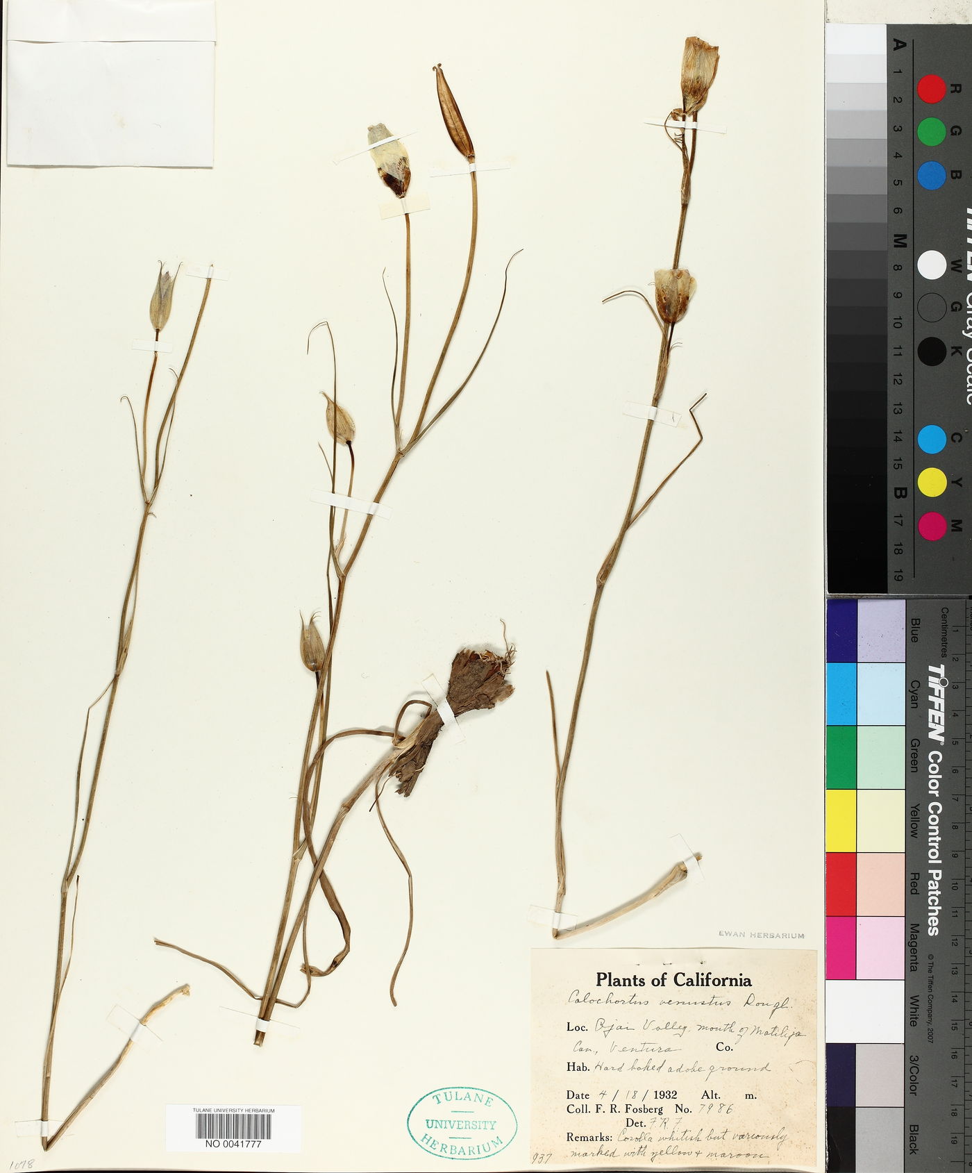 Calochortus venustus image