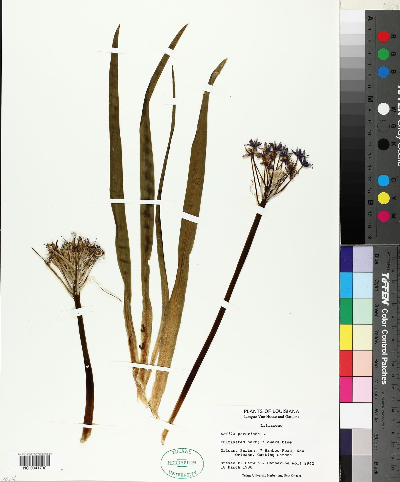 Scilla peruviana image