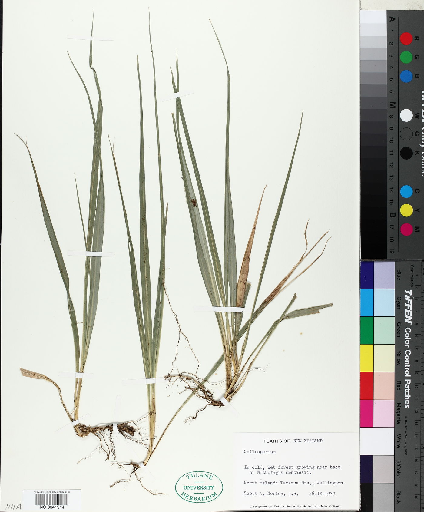 Collospermum image