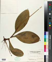 Clintonia borealis image