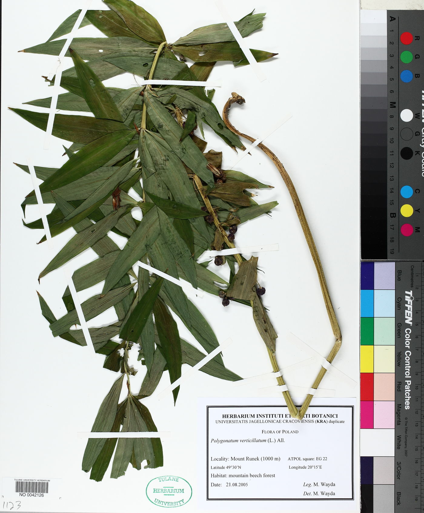 Polygonatum verticillatum image
