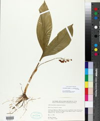 Convallaria majalis image