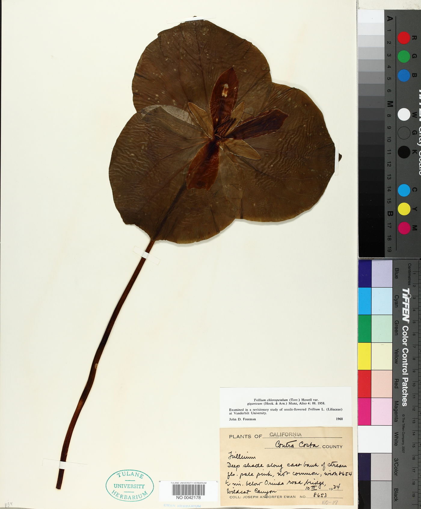 Trillium chloropetalum var. giganteum image