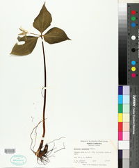 Trillium undulatum image