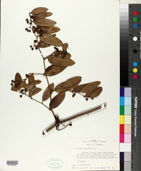 Smilax laurifolia image