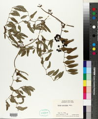 Smilax auriculata image