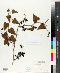 Smilax bona-nox image