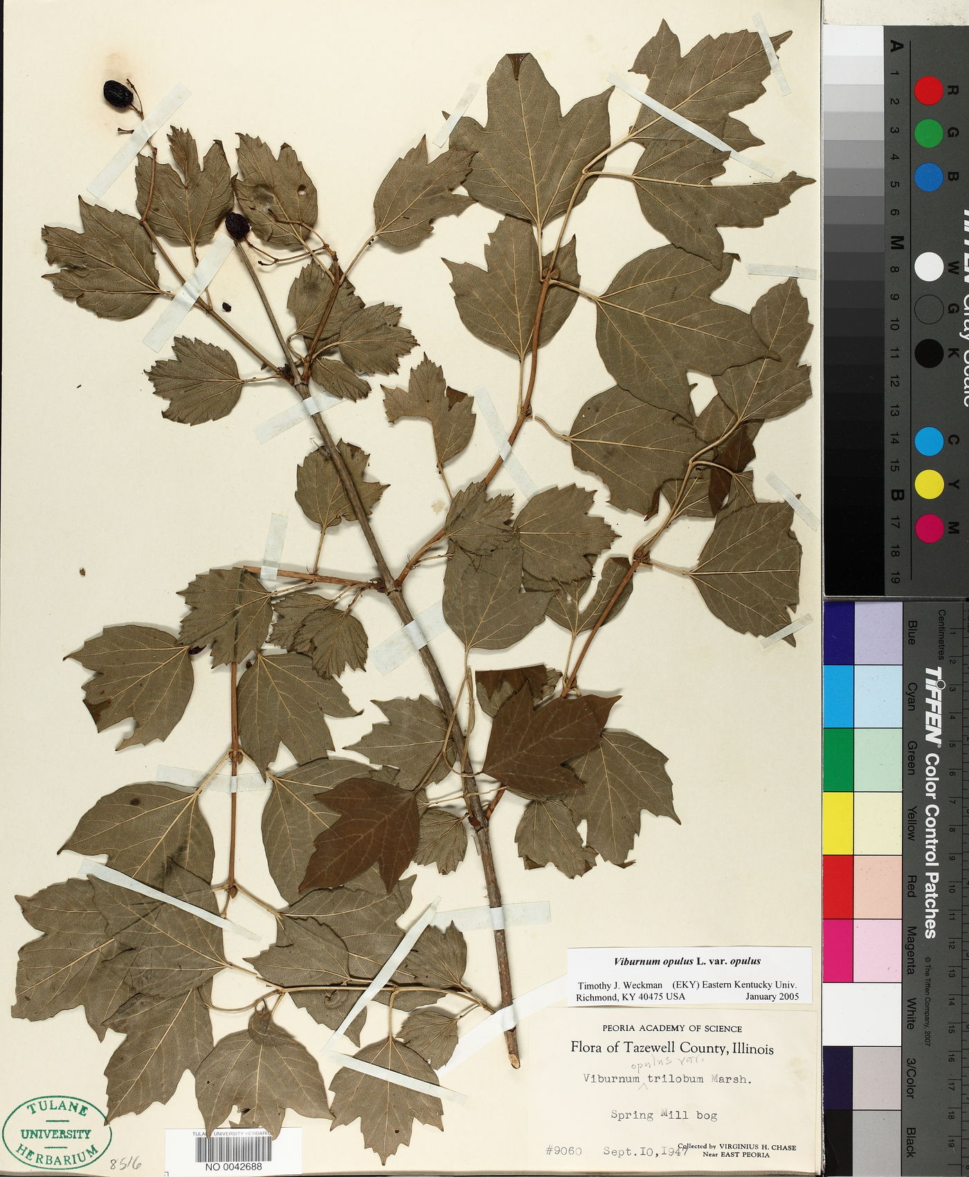 Viburnum opulus var. opulus image