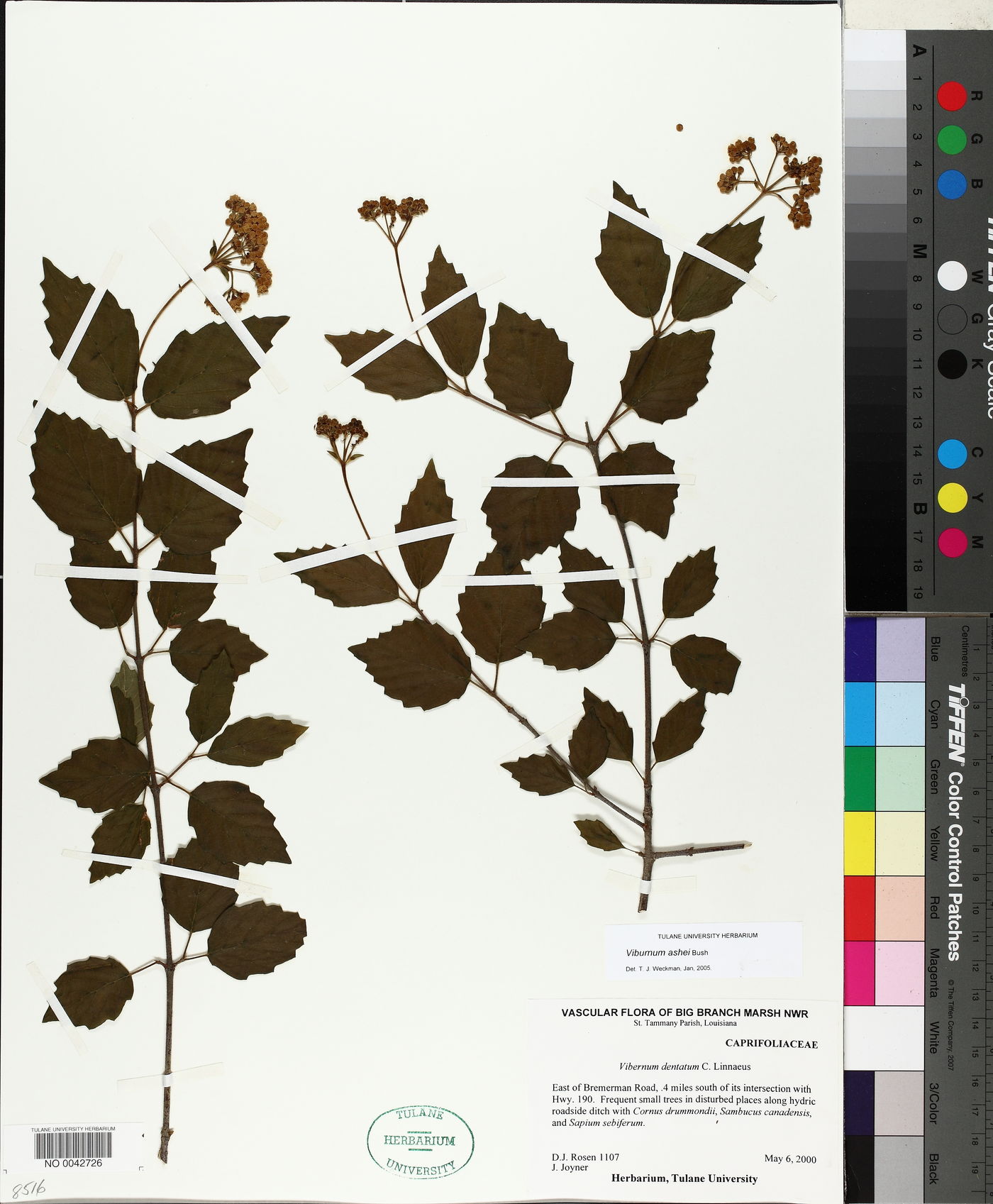 Viburnum ashei image