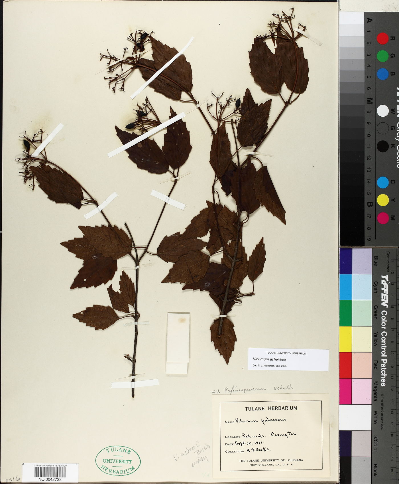 Viburnum ashei image