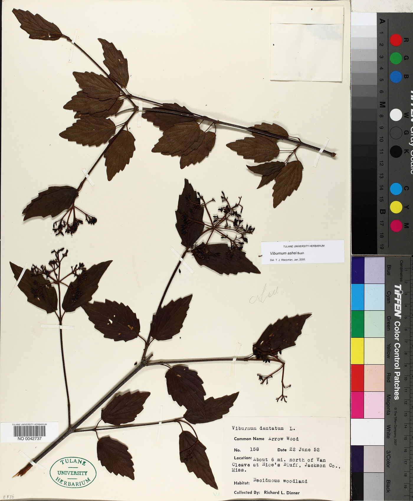 Viburnum ashei image