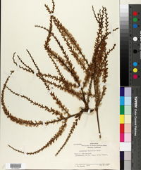 Cordyline australis image