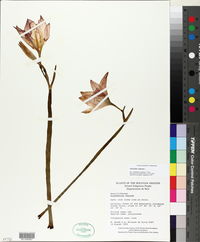 Amaryllis reginae image