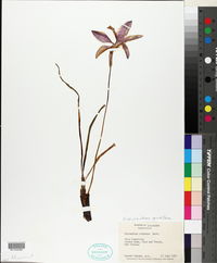 Zephyranthes grandiflora image