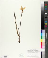 Zephyranthes candida image