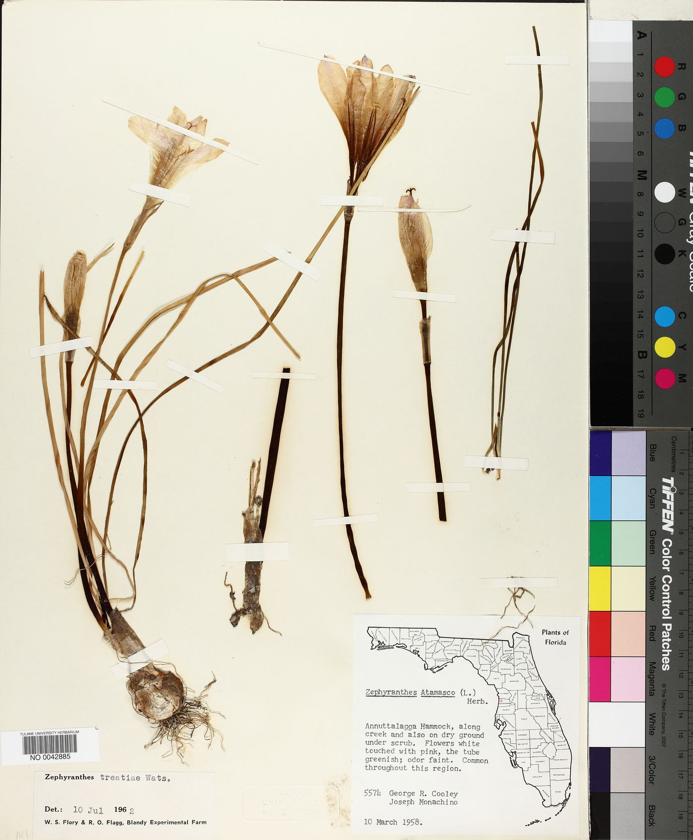 Zephyranthes atamasco image