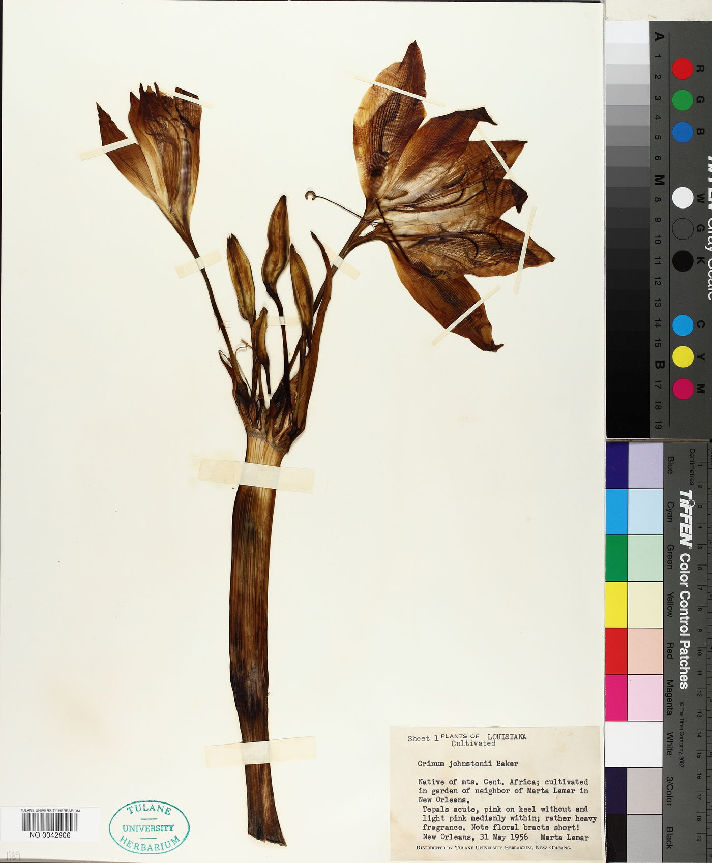Crinum macowanii image