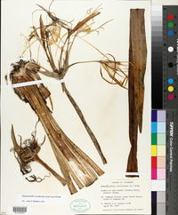 Hymenocallis occidentalis image