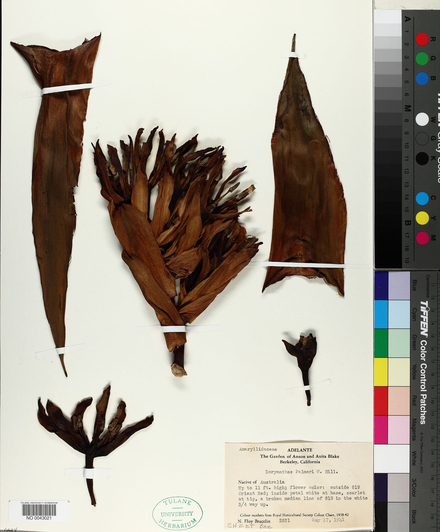 Doryanthes palmeri image