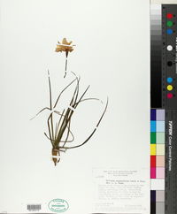 Vellozia angustifolia image