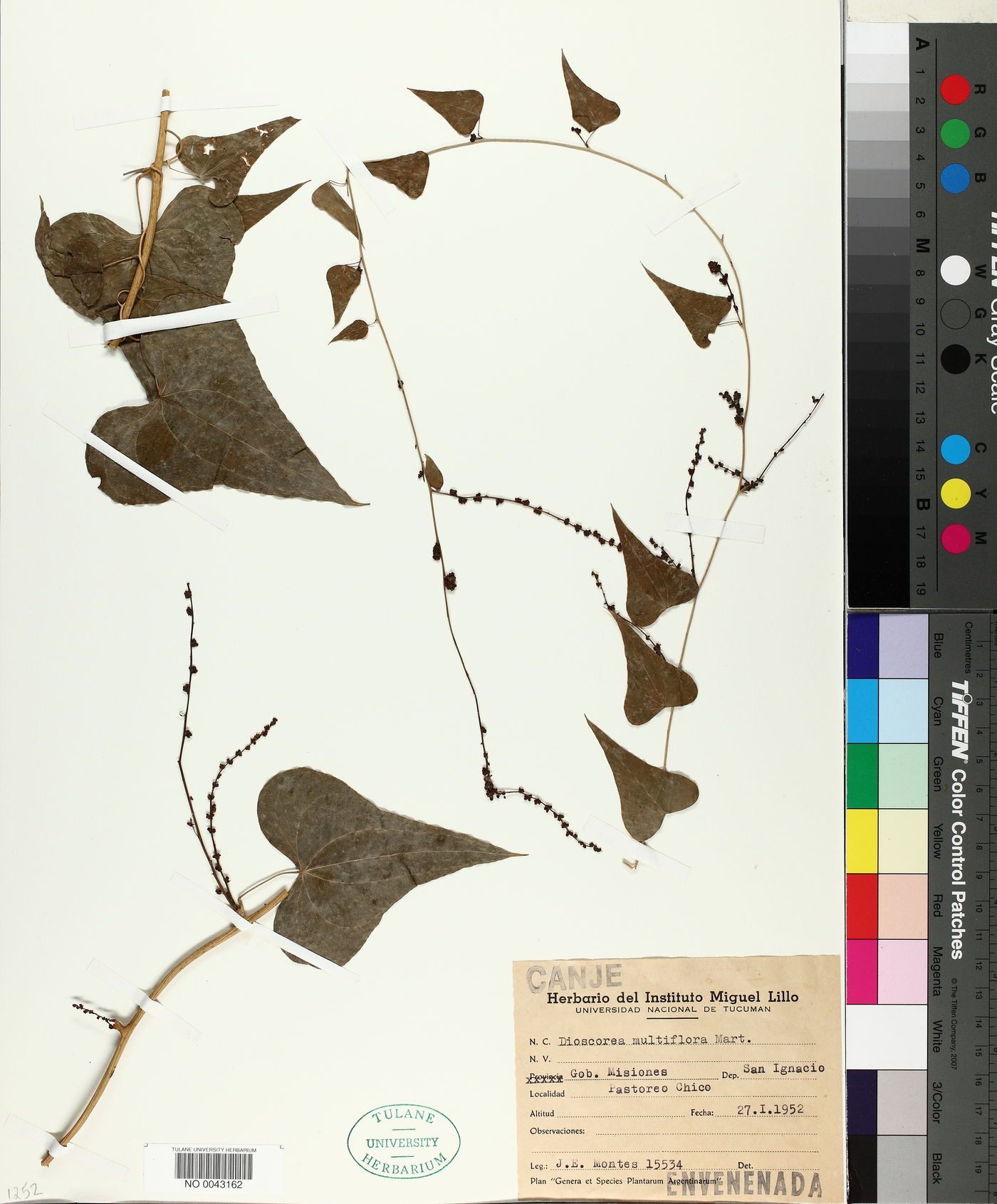Dioscorea multiflora image
