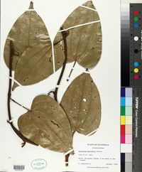 Dioscorea bartlettii image