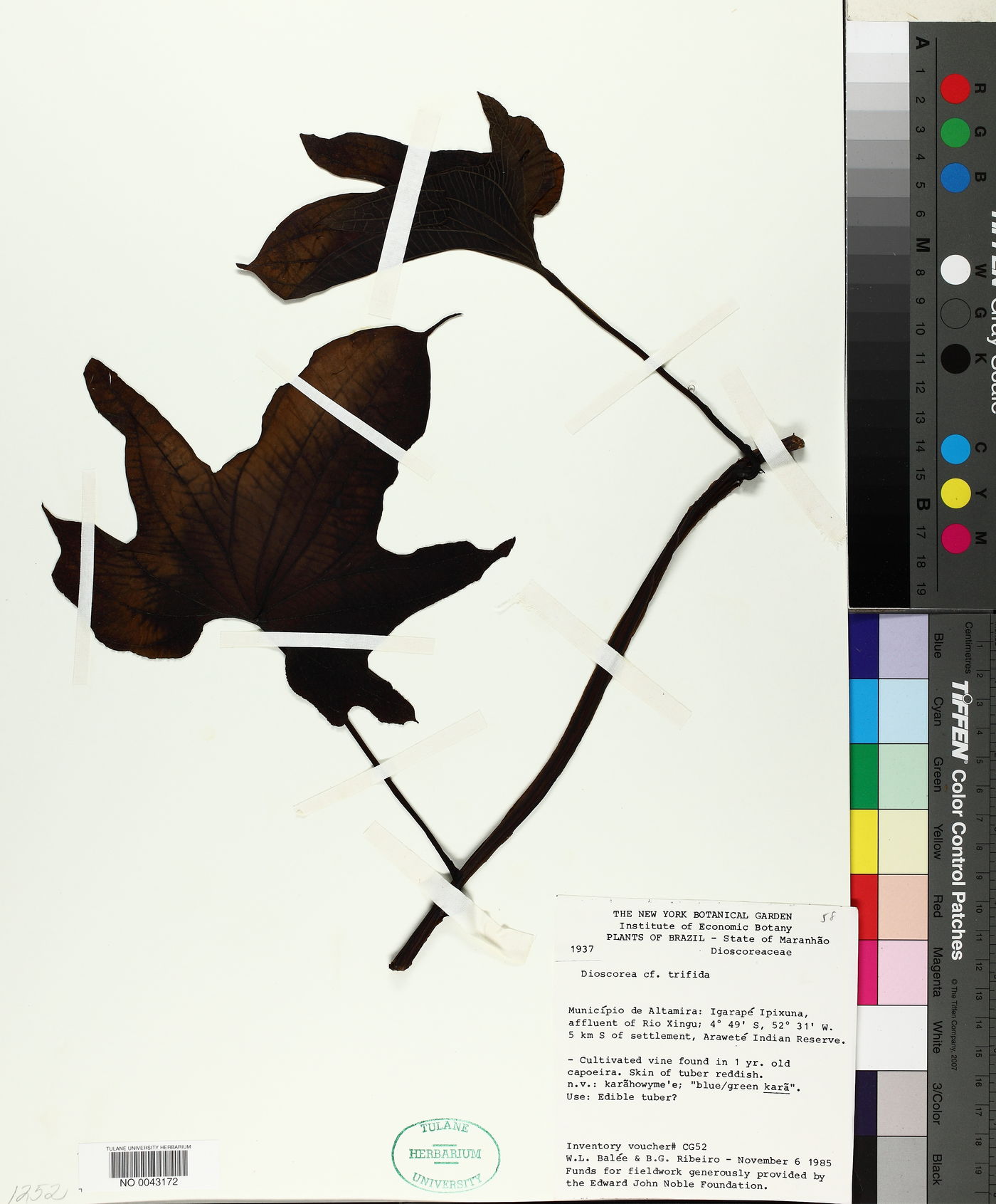 Dioscorea trifida image