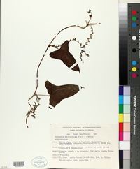 Dioscorea pilosiuscula image