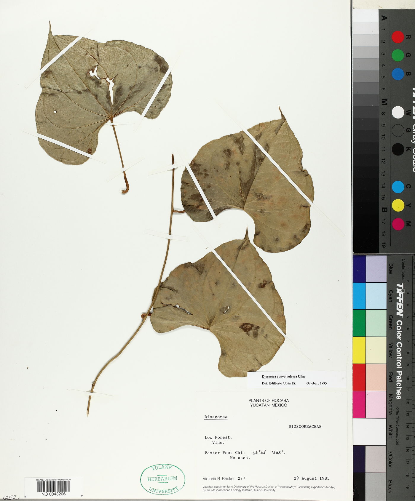 Dioscorea convolvulacea image