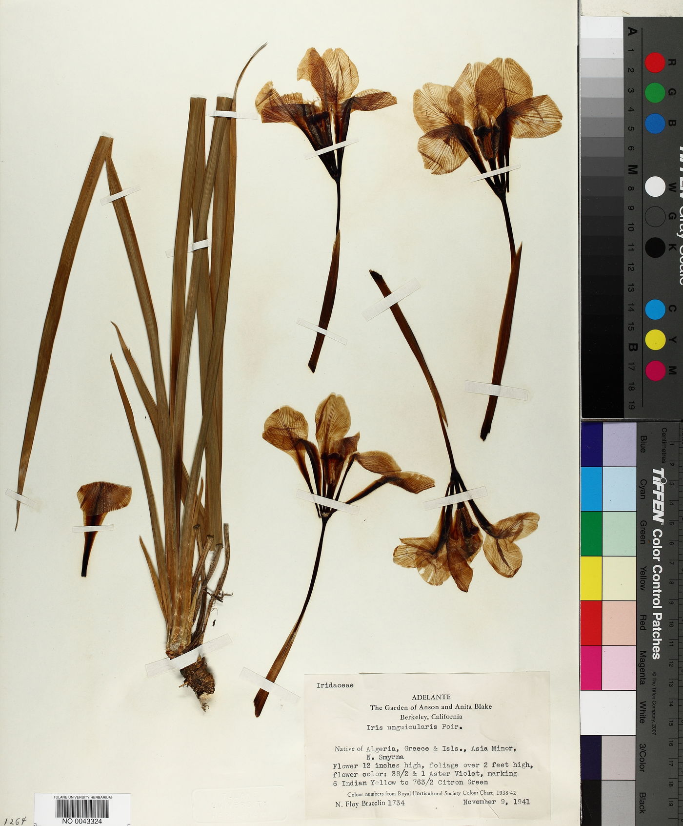 Iris unguicularis image