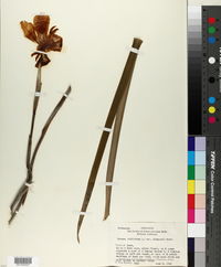 Image of Moraea iridioides